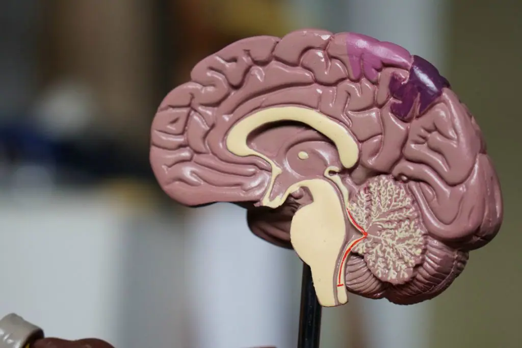O que é e onde estudar neuromarketing no exterior